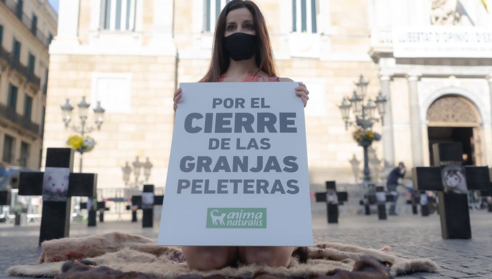 Protesta Animalista Protesta Animalista