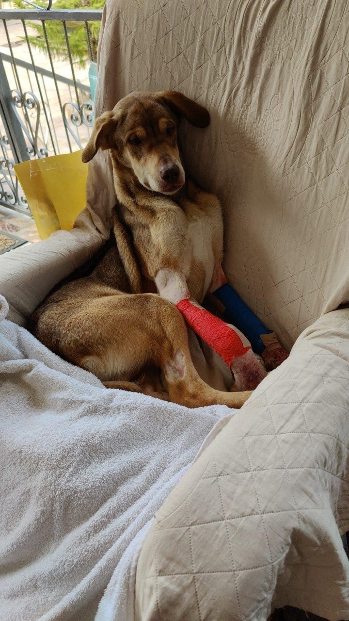 Roto, el perro abandonado por su dueño con dos patas rotas a las puertas de la protectora de Alicante Roto, el perro abandonado por su dueño con dos patas rotas a las puertas de la protectora de Alicante