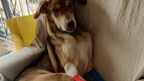 Perro patas rotas