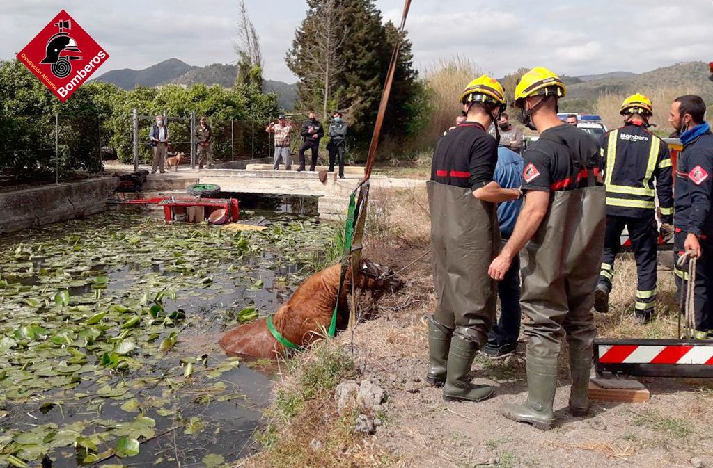 Los bomberos del Consorcio de Alicante rescatan un caballo que se ha precipitado a un canal en Pego Los bomberos del Consorcio de Alicante rescatan un caballo que se ha precipitado a un canal en Pego