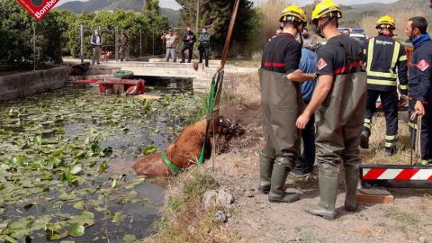 Intervención del Consorcio de Bomberos de Alicante para rescatar un caballo