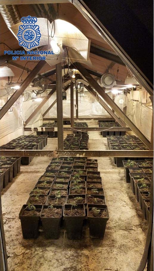 Desmantelada una plantación Indoor de marihuana en Mérida Desmantelada una plantación Indoor de marihuana en Mérida