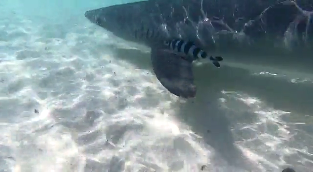 Una tintorera de más de dos metros se acercó a la orilla de Cala Galdana, una de las playas más turísticas de Menorca Una tintorera de más de dos metros se acercó a la orilla de Cala Galdana, una de las playas más turísticas de Menorca