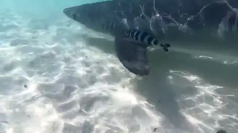 El escualo fue una atracción para los curiosos que aprovecharon para inmortalizar el momento desde la costa. El escualo fue una atracción para los curiosos que aprovecharon para inmortalizar el momento desde la costa.