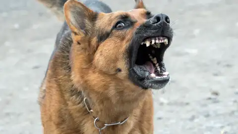 Ángel Osuna, psicólogo y adiestrador canino, nos ofrece los mejores consejos en nuestro espacio semanal de los martes can