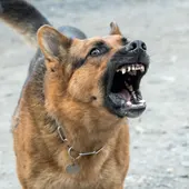 Ángel Osuna, psicólogo y adiestrador canino, nos ofrece los mejores consejos en nuestro espacio semanal de los martes Ángel Osuna, psicólogo y adiestrador canino, nos ofrece los mejores consejos en nuestro espacio semanal de los martes