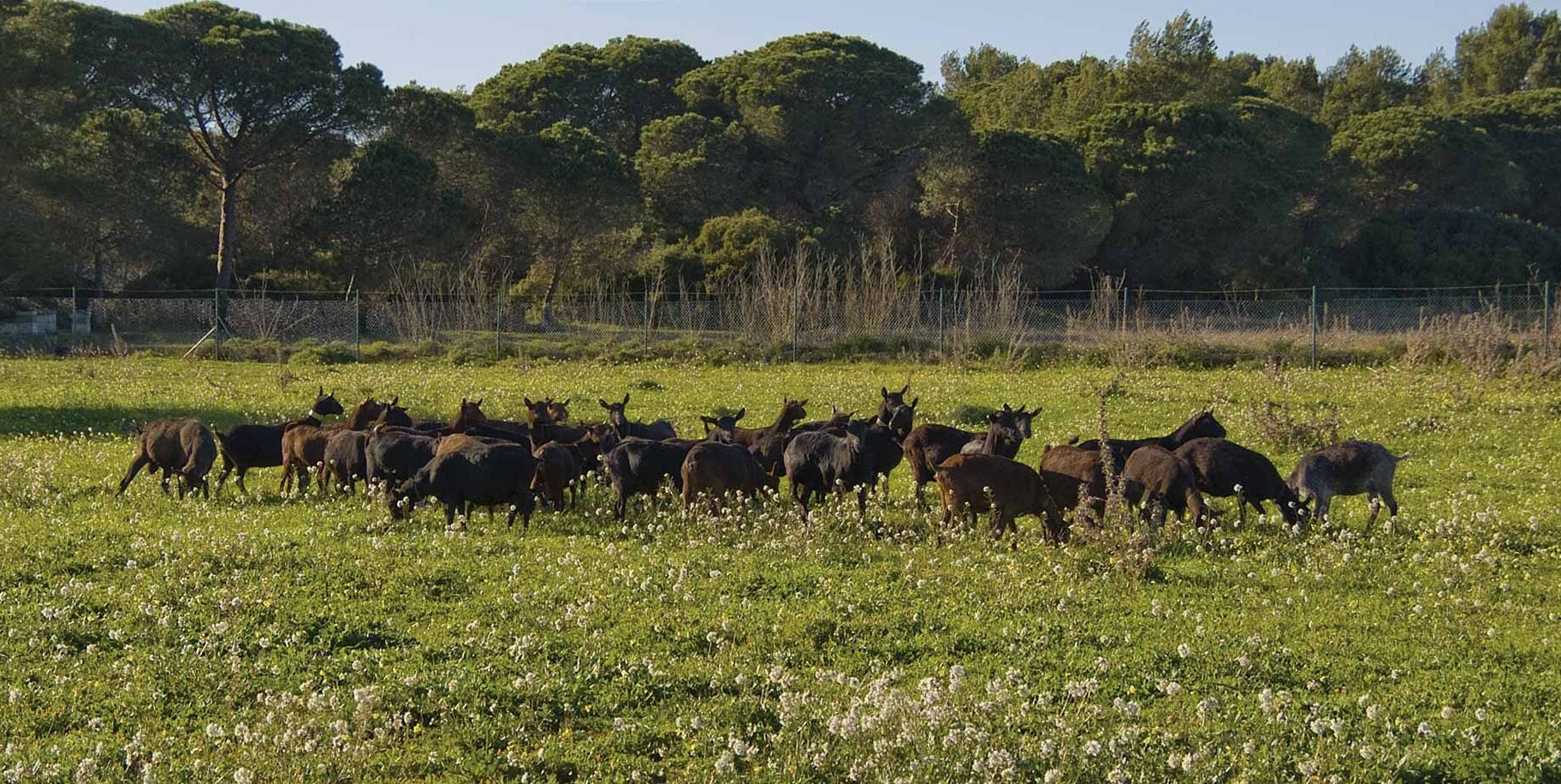 El sector ganadero continúa "en preocupante descenso" según el Observatorio de Sostenibilidad de Ibiza El sector ganadero continúa "en preocupante descenso" según el Observatorio de Sostenibilidad de Ibiza