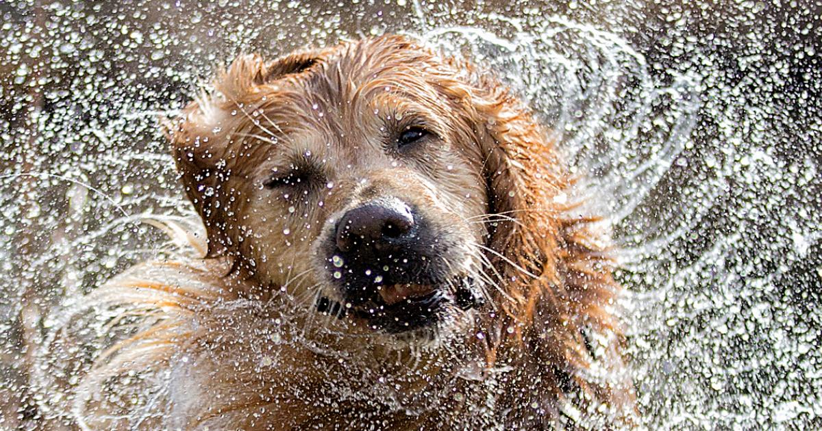 Proteger a los animales Proteger a los animales