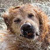 Ángel Osuna, adiestrador canino, nos ofrece consejos para mejorar la higiene de nuestras mascotas          