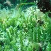 ALGA INVASORA ALGA INVASORA