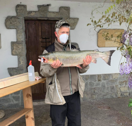 Capturado el Campanu del Sella de casi 8 kilos en el coto Remolina Capturado el Campanu del Sella de casi 8 kilos en el coto Remolina
