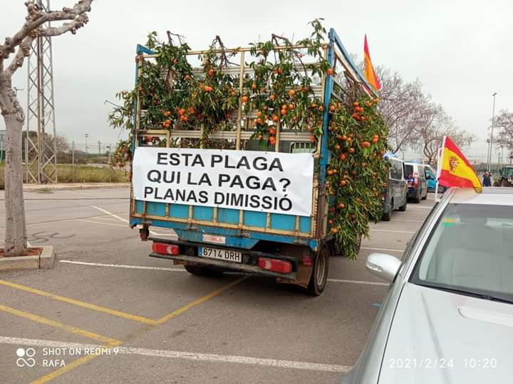 Agricultores de Castellón piden en el Senado soluciones al cotonet Agricultores de Castellón piden en el Senado soluciones al cotonet