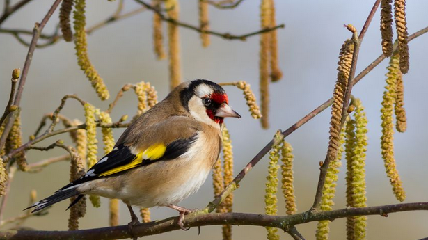 Albacete se suma al Día Europeo del Arte Rupestre con varias actividades Albacete se suma al Día Europeo del Arte Rupestre con varias actividades