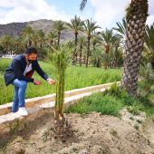 Estas labores de plantación constituyen uno de los ejes principales de la “hoja de ruta” establecida en el Plan Director y de Gestión del Palmeral para alcanzar la densidad adecuada de ejemplares 