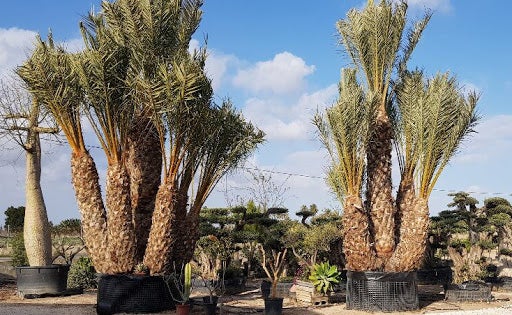 El recorte en el trasvase del Tajo pone en peligro al sector viverista de la provincia de Alicante El recorte en el trasvase del Tajo pone en peligro al sector viverista de la provincia de Alicante