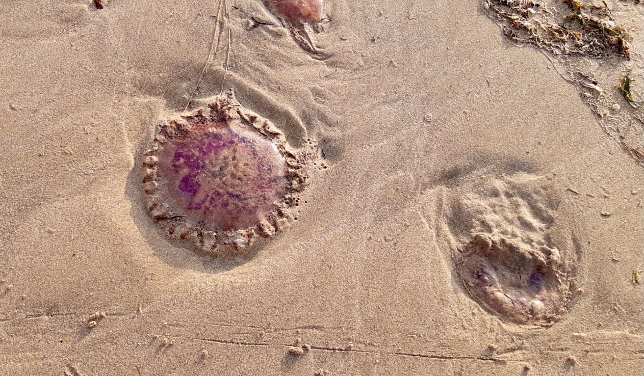 Se detecta una especie de medusa concocida como 'huevo frito' en una playa de Castellón Se detecta una especie de medusa concocida como 'huevo frito' en una playa de Castellón