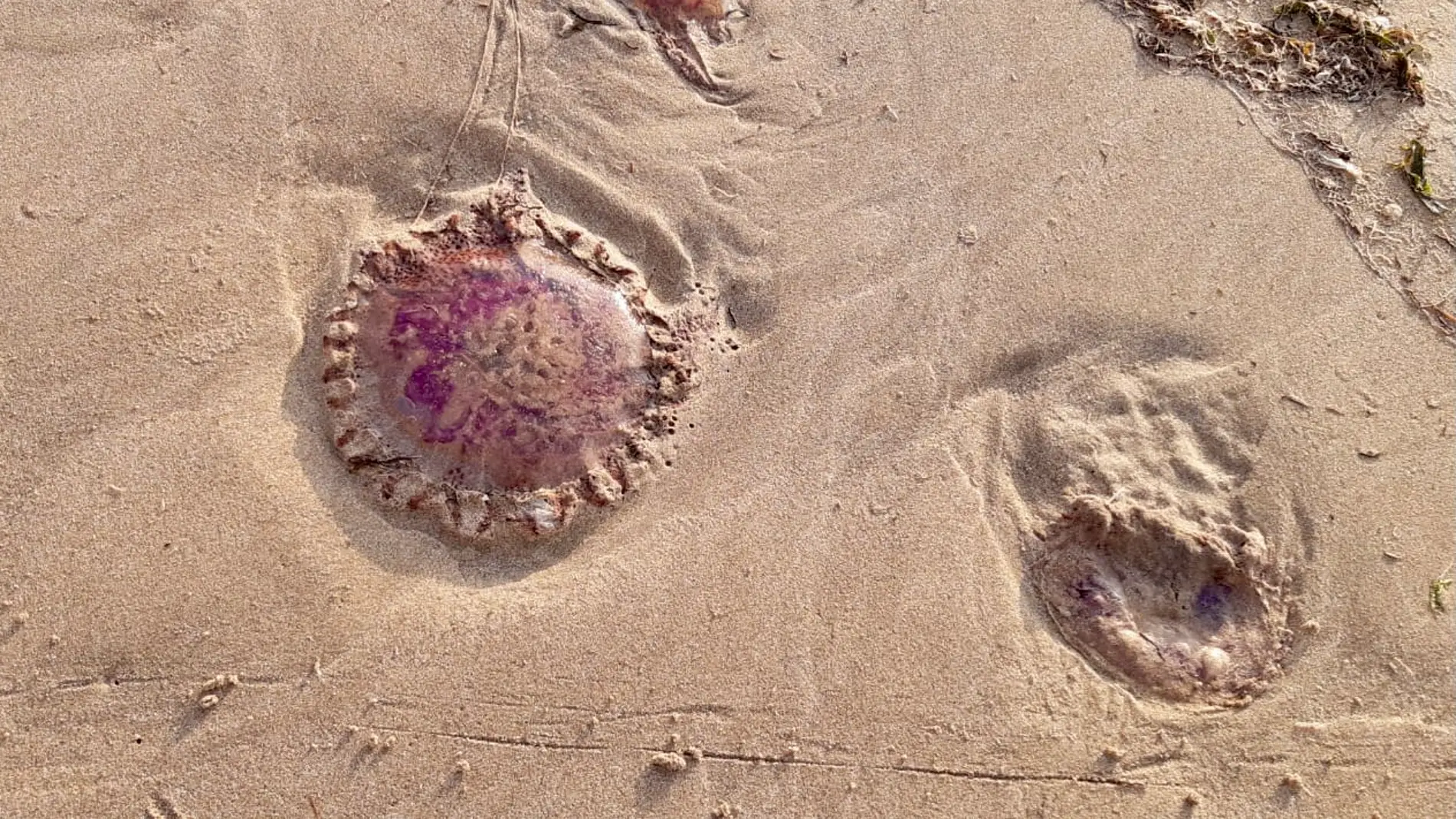 Imagen de archivo de medusas