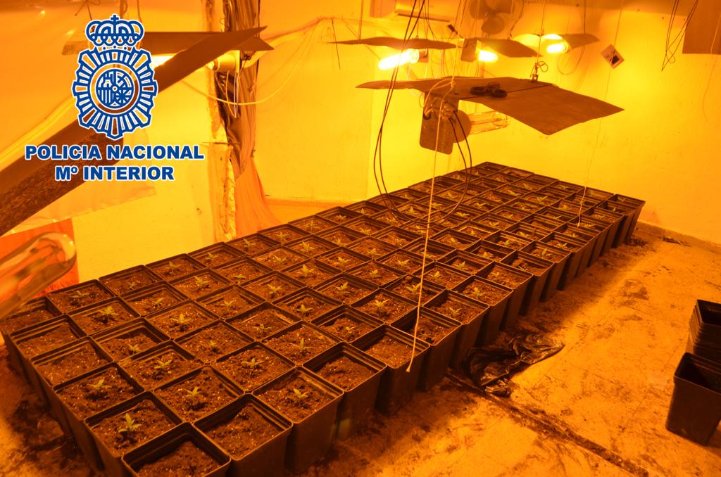 Desmantelada otra plantación de marihuana en la capital que ha finalizado con dos detenidos Desmantelada otra plantación de marihuana en la capital que ha finalizado con dos detenidos