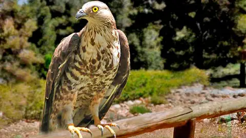 Halcón abejero Halcón abejero