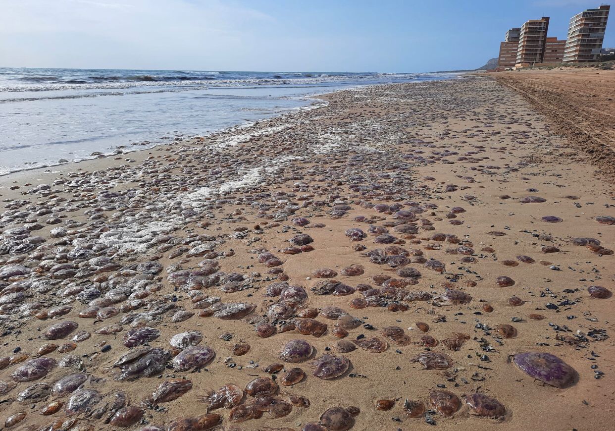 Miles de medusas quedan varadas en el litoral de la provincia de Alicante Miles de medusas quedan varadas en el litoral de la provincia de Alicante