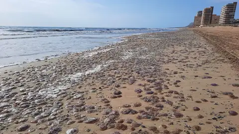 Miles de medusas quedan varadas en la costa de Los Arenales del Sol. MEDUSAS