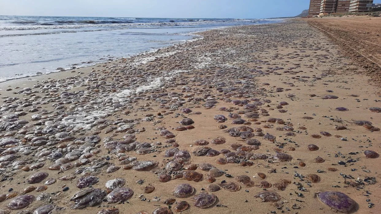 Miles de medusas quedan varadas en la costa de Los Arenales del Sol. MEDUSAS