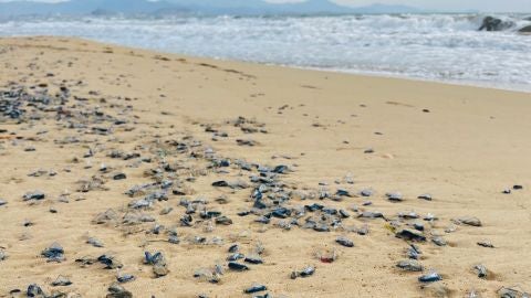 Medusas en las playas de Elche