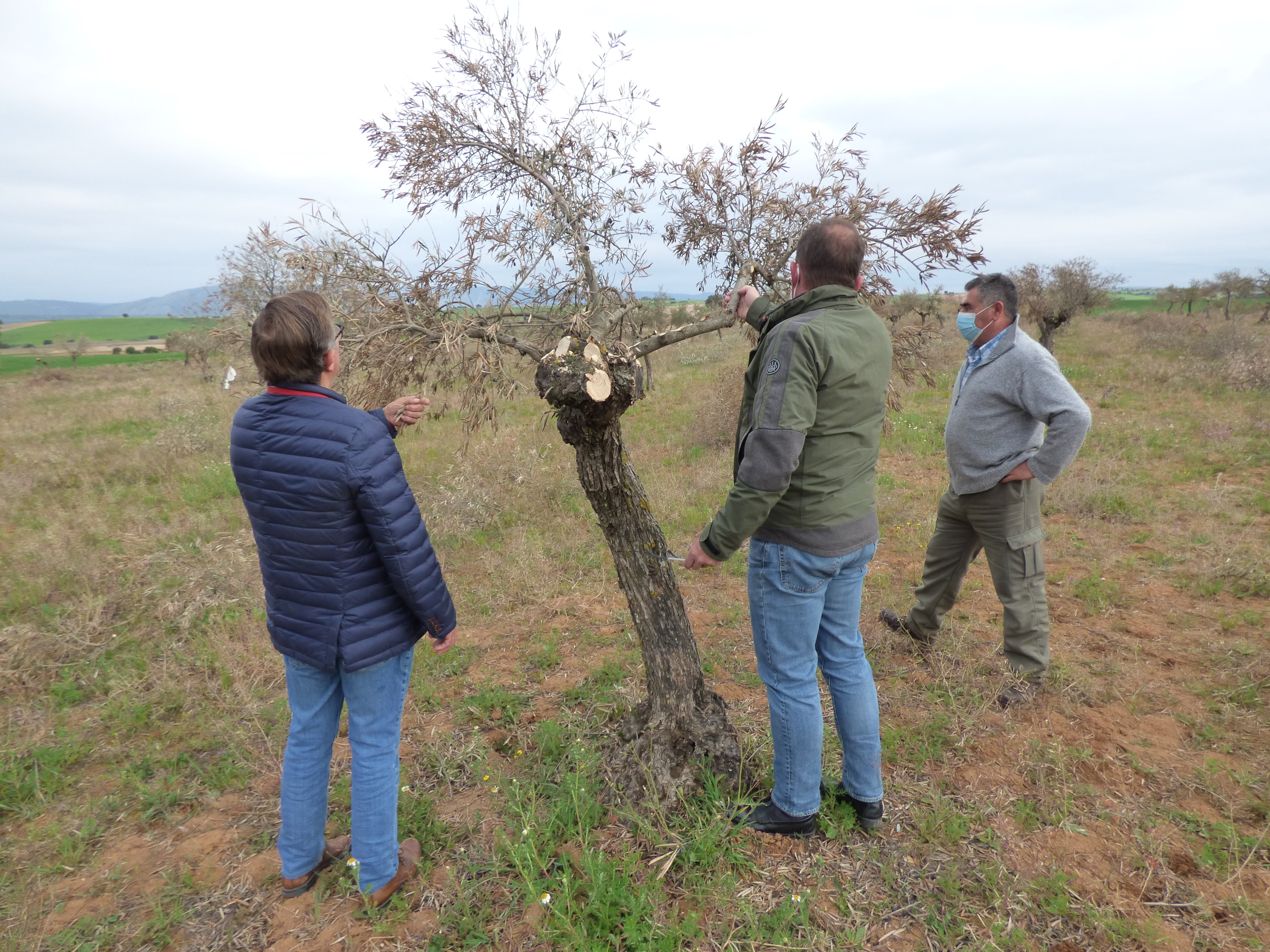 Comprometida la producción de aceituna de La Alcarria de Cuenca por los daños de Filomena Comprometida la producción de aceituna de La Alcarria de Cuenca por los daños de Filomena