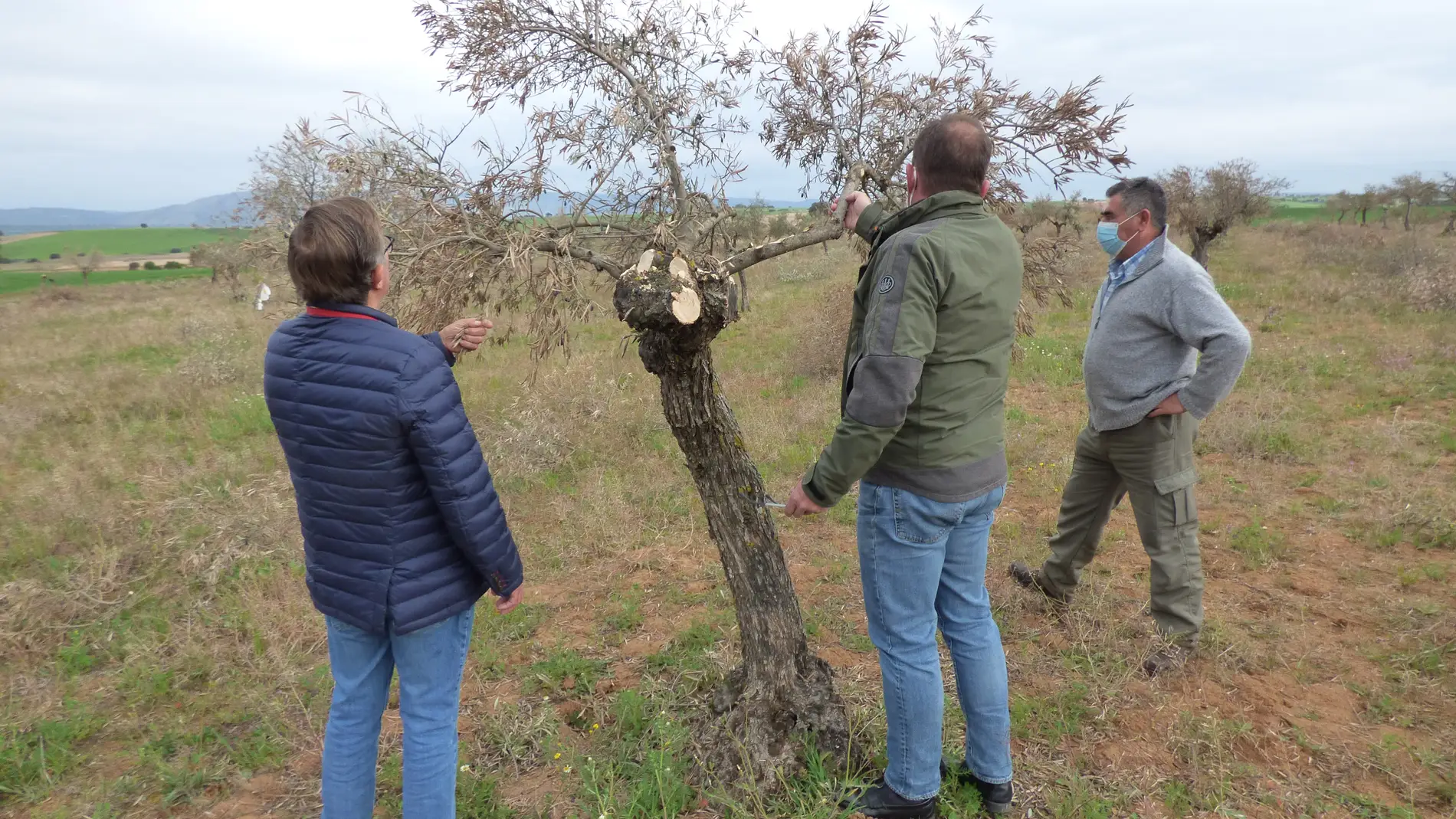 Manuel Torrero, de Asaja de Cuenca, visitando algunas parcelas de olivar afectadas en la Alcarria de Cuenca el pasado mes de enero