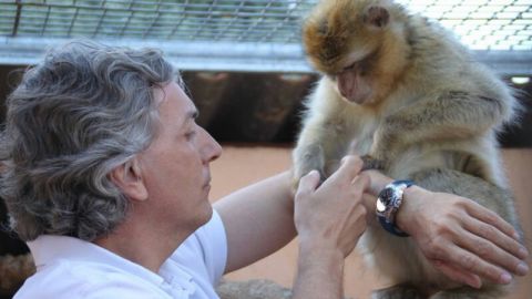 Primate