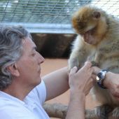 Primate