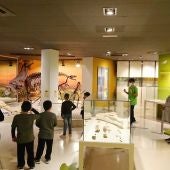 Las visitas al Museo Paleontológico de Elche han aumentado un 28% esta Semana Santa