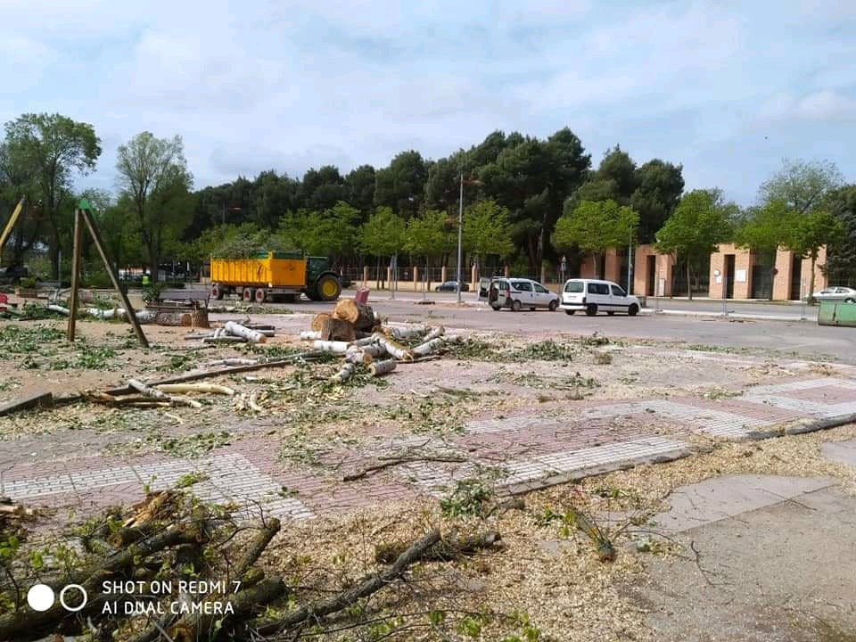 EQUO Alcázar Vecinal pide que se reúna la Mesa del Arbol EQUO Alcázar Vecinal pide que se reúna la Mesa del Arbol