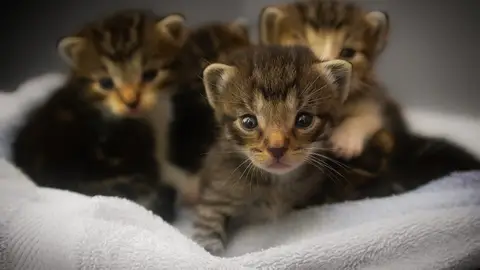 Camada de gatitos Camada de gatitos