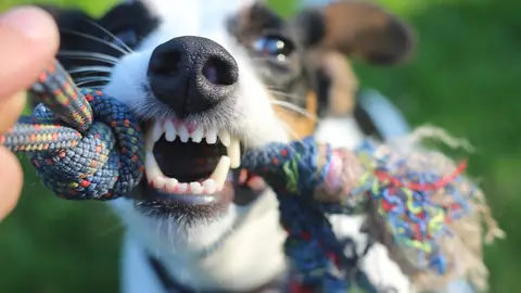 Boca de perro Boca de perro