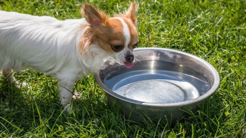 Perro bebiendo agua