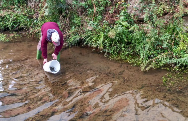 El Esmerillón repoblará con 7.000 alevines de trucha dos nuevos ríos en Colunga El Esmerillón repoblará con 7.000 alevines de trucha dos nuevos ríos en Colunga
