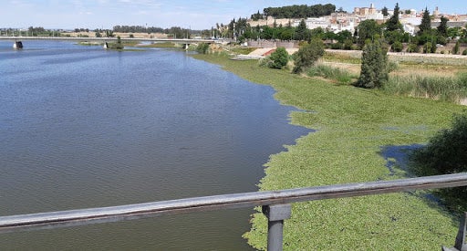 Salvemos el Guadiana cree que hacer navegable el río en Badajoz sería "empezar la casa por el tejado" Salvemos el Guadiana cree que hacer navegable el río en Badajoz sería "empezar la casa por el tejado"