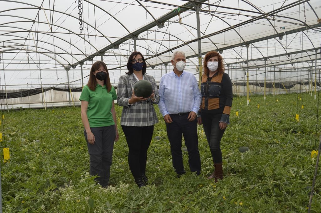 Fulgencio Torres: " La calidad del cultivo cercano de la sandía Fashion es insuperable" Fulgencio Torres: " La calidad del cultivo cercano de la sandía Fashion es insuperable"