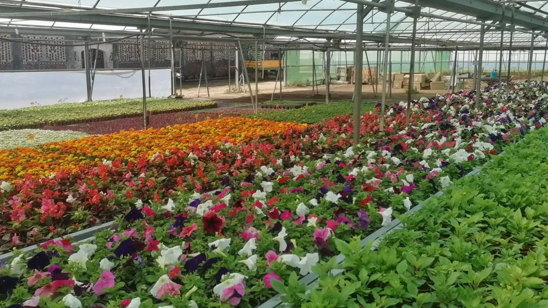 Más de 43.000 flores para embellecer los pueblos de Cáceres