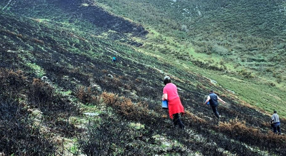 Sextaferia vecinal y Ayuntamiento de Llanes colaboran para recuperar una zona quemada en el monte Río Nueva Sextaferia vecinal y Ayuntamiento de Llanes colaboran para recuperar una zona quemada en el monte Río Nueva