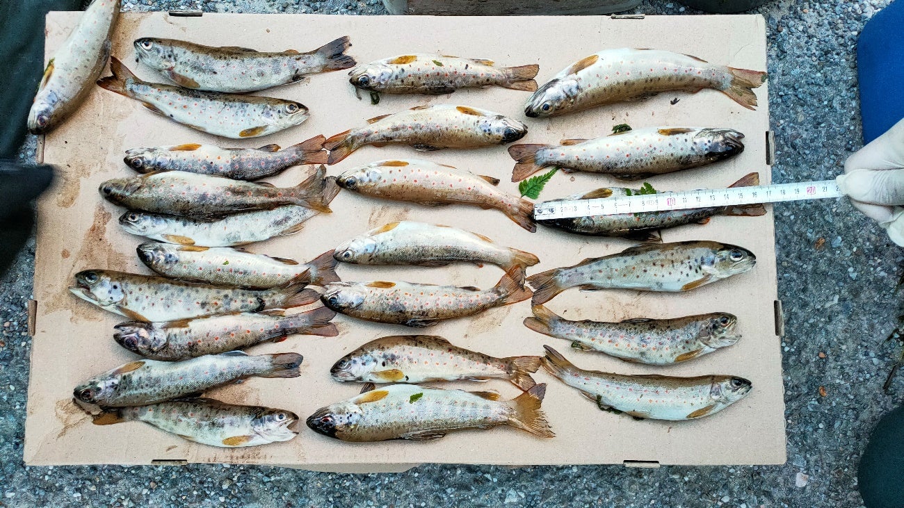 Interceptado con 55 ejemplares de trucha que no alcanzaban la medida mínima legal Interceptado con 55 ejemplares de trucha que no alcanzaban la medida mínima legal