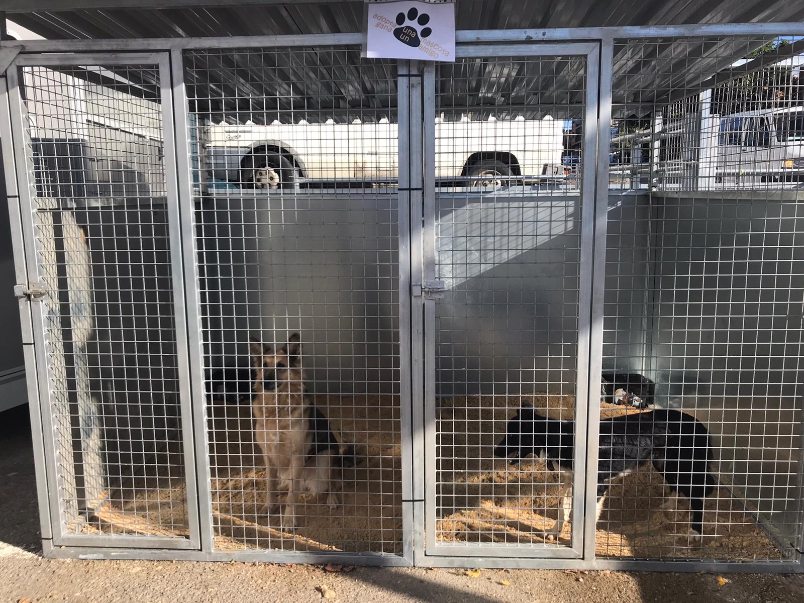 La DPT presta el servicio de recogida de perros a 154 municipios turolenses La DPT presta el servicio de recogida de perros a 154 municipios turolenses