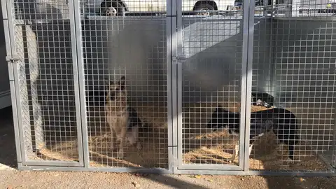 Instalaciones del servicio de recogida de perros RECOGIDA PERROS
