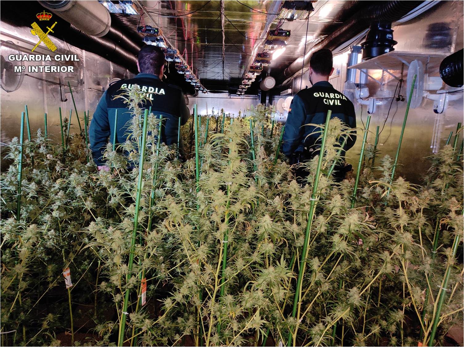 La Guardia Civil desmantela una plantación de marihuana que ocupaba tres naves industriales anexas en un polígono de Crevillent La Guardia Civil desmantela una plantación de marihuana que ocupaba tres naves industriales anexas en un polígono de Crevillent