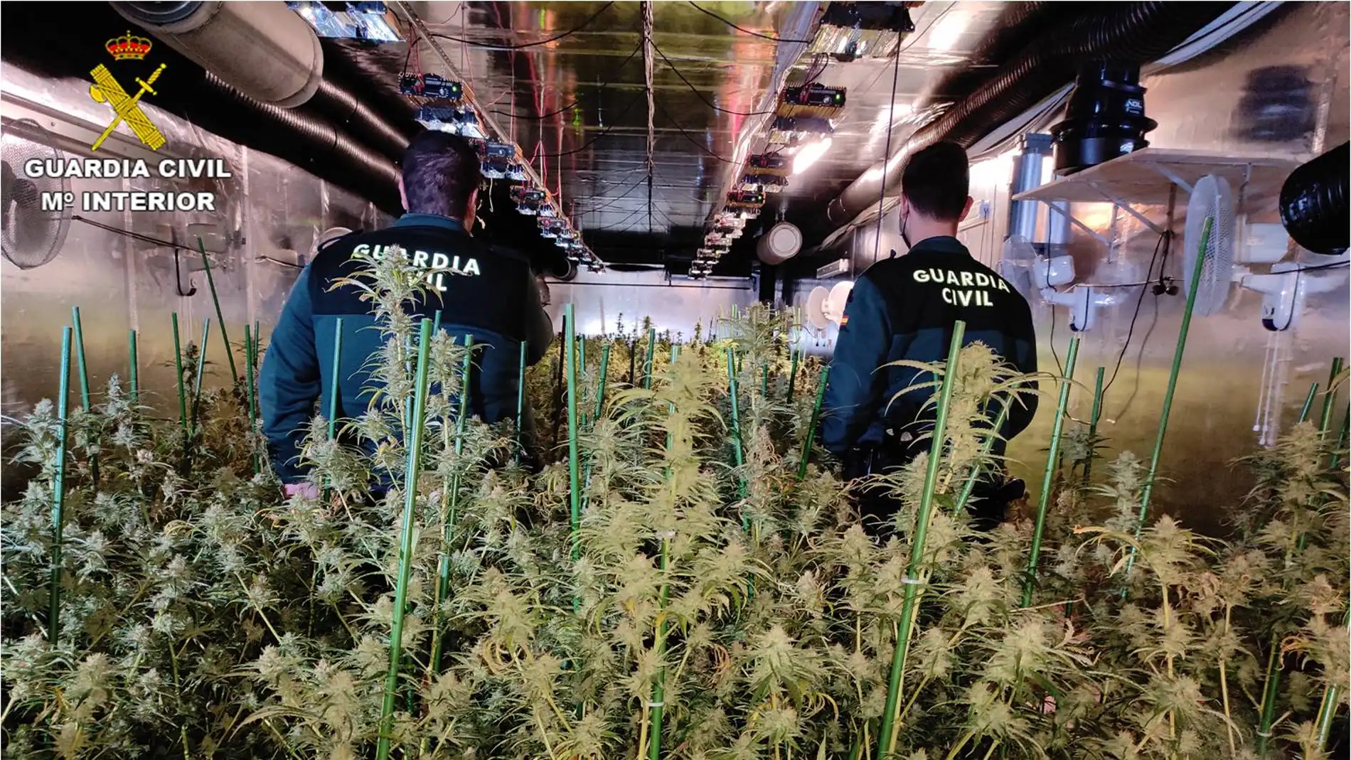 Agentes de la Guardia Civil en la plantación de marihuana de Crevillent.