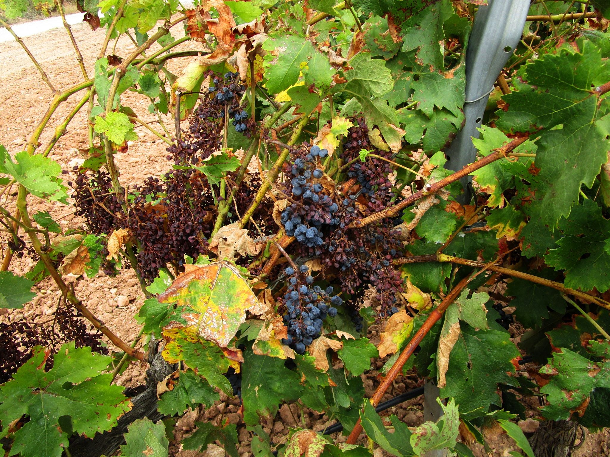Último día para la contratación del seguro de pedrisco en uva de vinificación y frutales de hueso y pepita Último día para la contratación del seguro de pedrisco en uva de vinificación y frutales de hueso y pepita