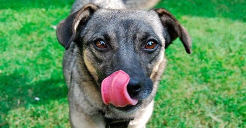 Veterinario de Cabecera 19/04/2022 Veterinario de Cabecera 19/04/2022