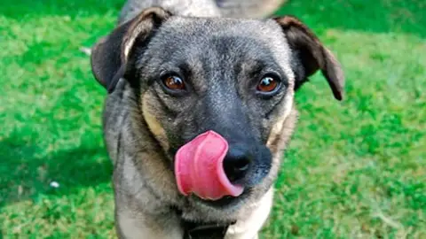 Qué alimentos no podemos darle a nuestro perro can