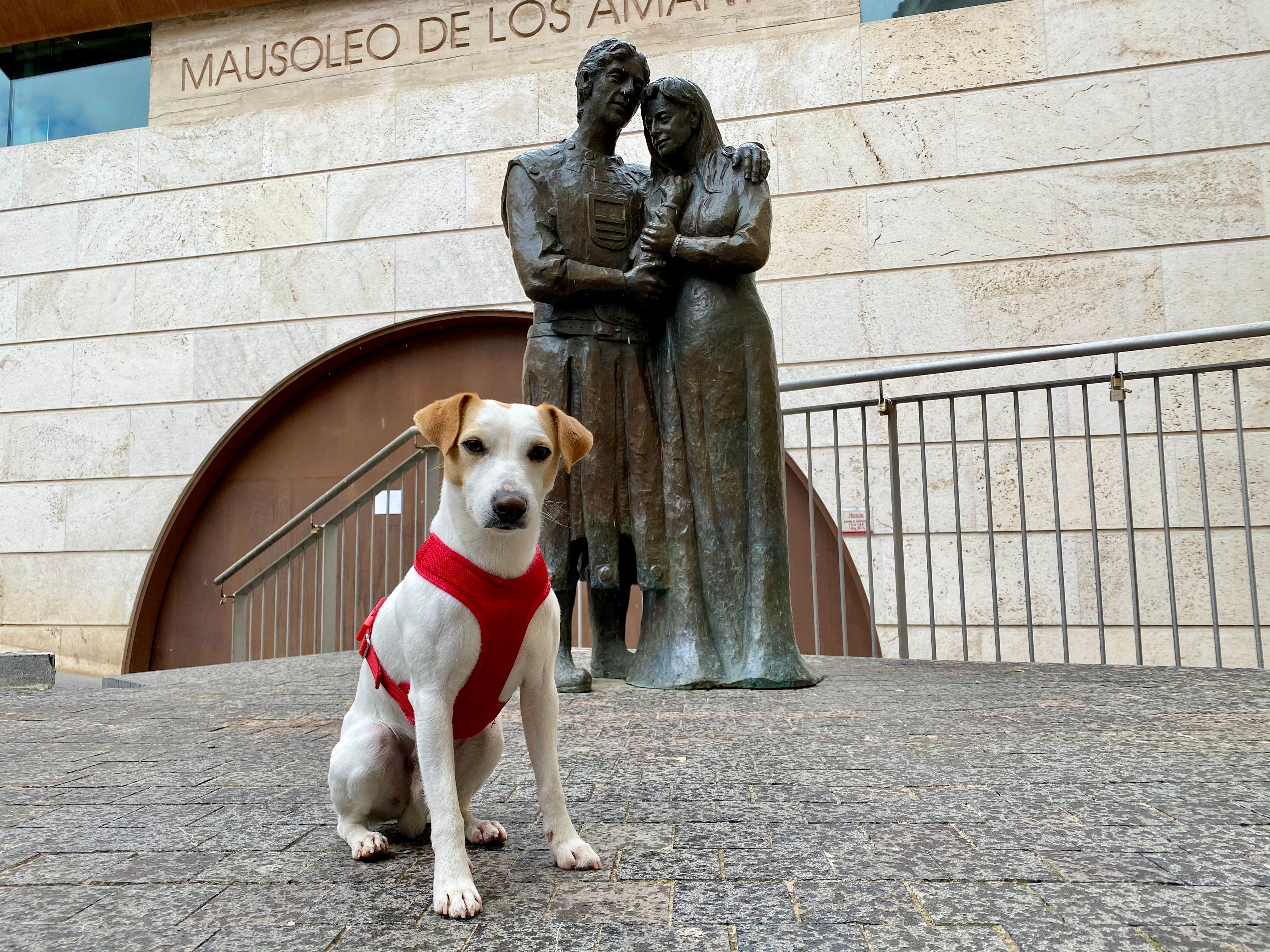 Teruel permitirá la entrada de perros en los Aljibes y la Muralla Medieval Teruel permitirá la entrada de perros en los Aljibes y la Muralla Medieval